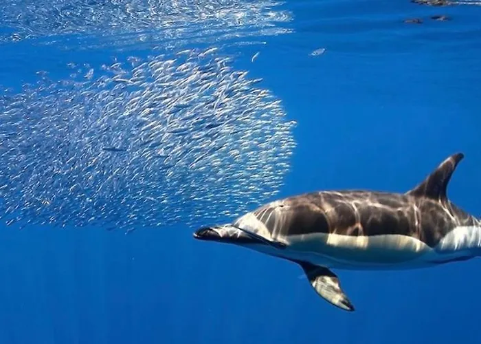 Poris - Seabreeze Poris *